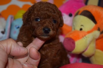 トイプードル(トイ)【福岡県・女の子・2018年3月3日・レッド】の写真「レッドの濃いい、  今からが可愛くなってきますよ。」