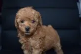トイプードル(トイ)【福岡県・女の子・2016年9月14日・レッド】の写真3