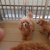 トイプードル(トイ)【・女の子・2020年5月26日・レッド】