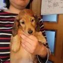 ミニチュアダックスフンド(ロング)【福岡県・男の子・2021年4月4日・レッド】の写真5