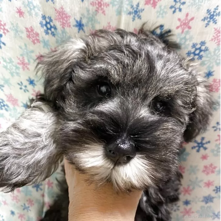 ID：2511-00718の子犬