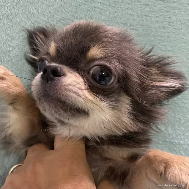 ID:2412-00020の子犬