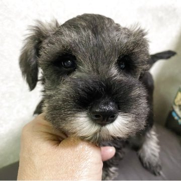 ミニチュアシュナウザー【三重県・女の子・2025年9月3日・ソルト&ペッパー】の写真「ママにそっくり、元気な男の子」