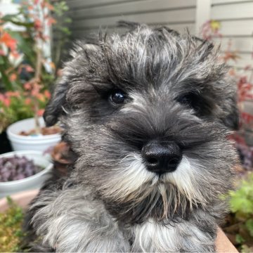 ミニチュアシュナウザー【三重県・男の子・2025年9月3日・ソルト&ペッパー】の写真「ママにそっくり、元気な男の子」