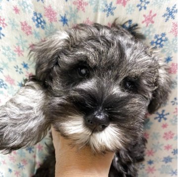 ミニチュアシュナウザー【三重県・男の子・2025年9月3日・ソルト&ペッパー】の写真「幸せを運んできます！」