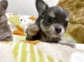 チワワ(ロング)【三重県・男の子・2025年9月9日・ブルータン】の写真3