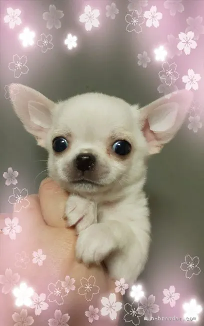ID:1903-01245の子犬