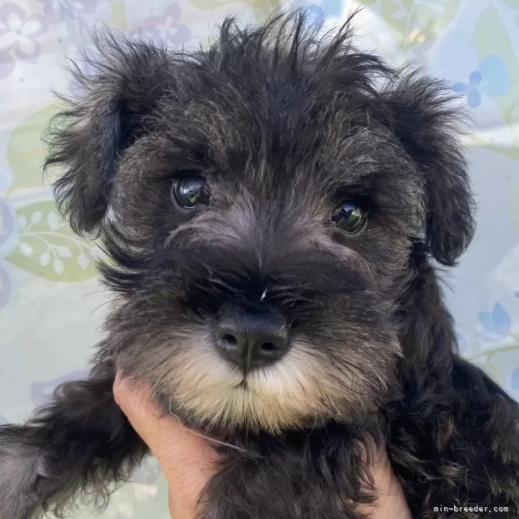 ID：2410-03370の子犬