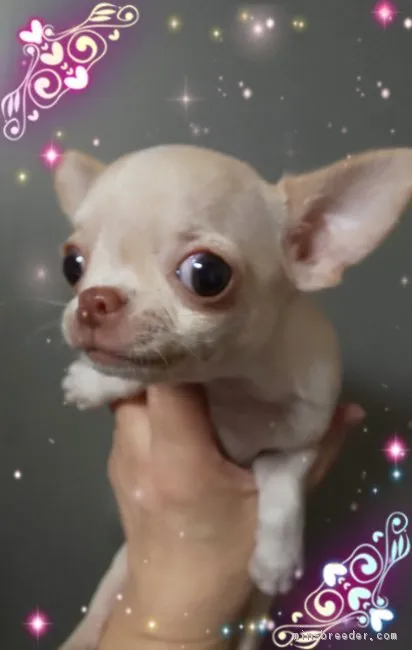 ID：1902-00712の子犬