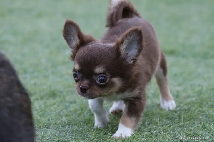 ID：1908-01165の子犬