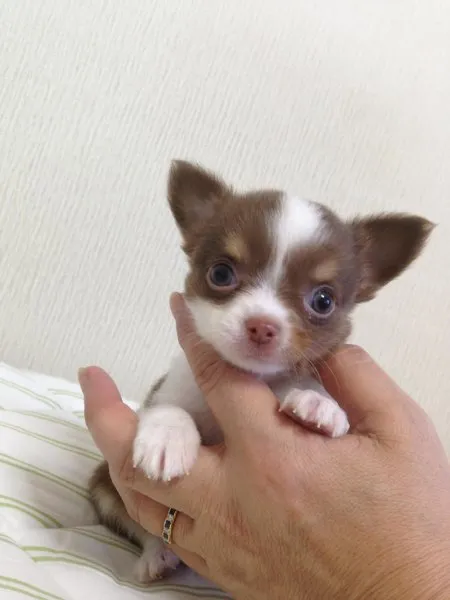 ID:1408-01282の子犬