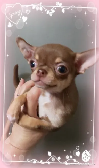 ID：1901-02836の子犬