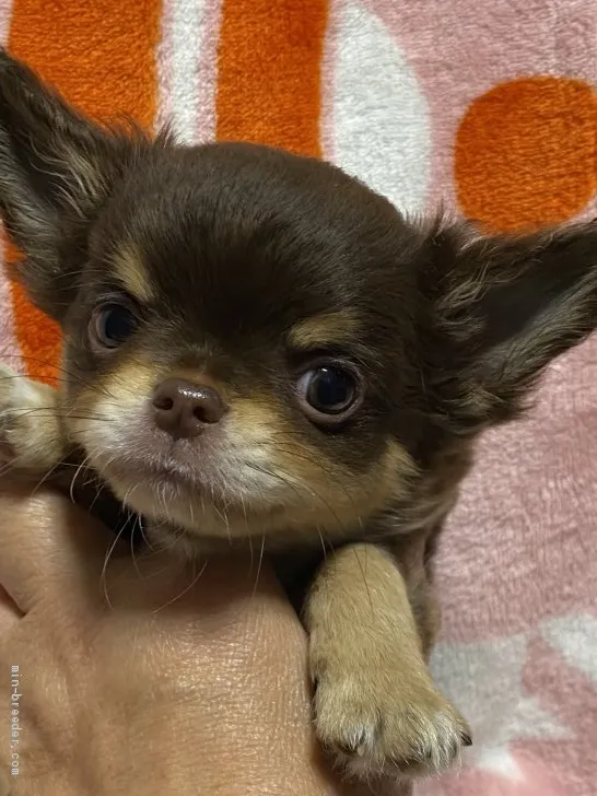 ID:2004-03122の子犬