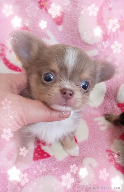 ID：1903-01242の子犬