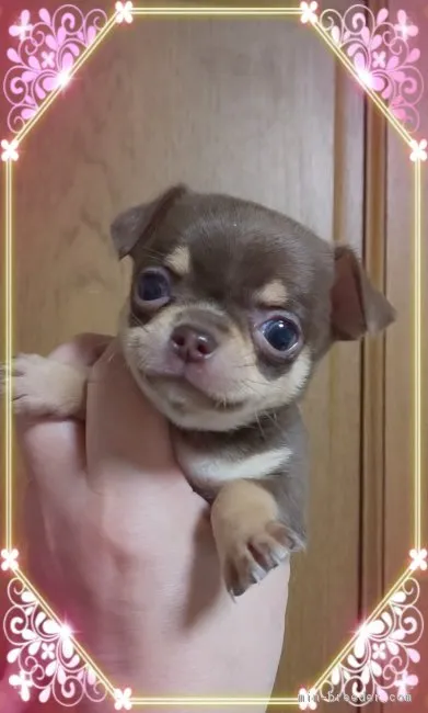 ID：1812-01112の子犬