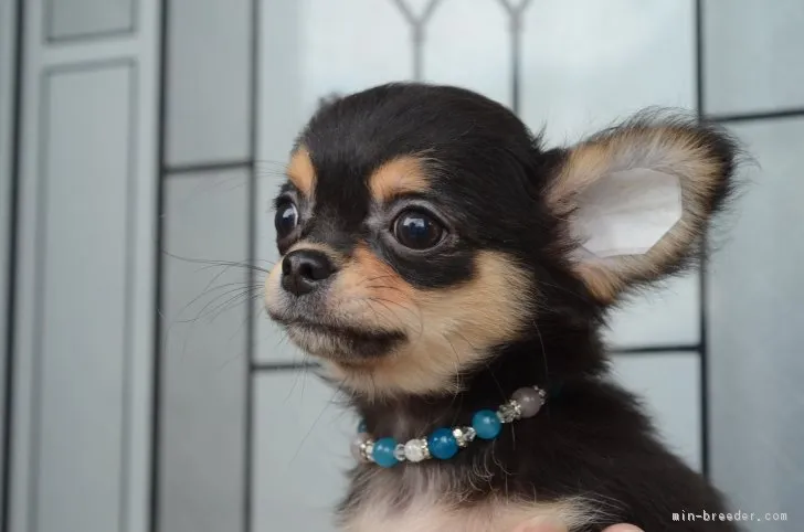 ID：1703-02116の子犬