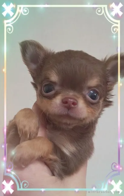 ID：1811-00501の子犬