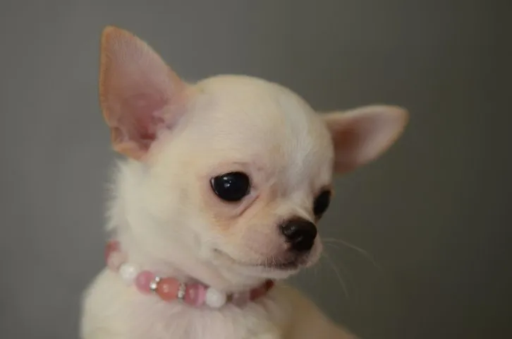 ID：1605-00993の子犬