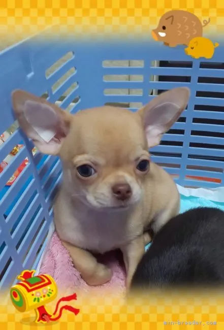 ID：1812-01475の子犬
