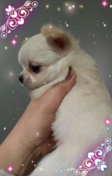 チワワ(ロング)【三重県・男の子・2019年3月15日・クリーム】の写真「色素がしっかり」