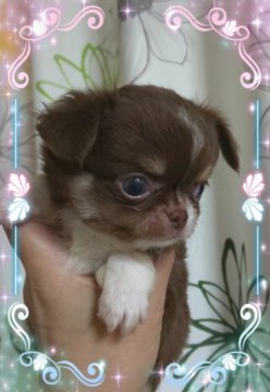 チワワ(ロング)【三重県・男の子・2019年7月17日・チョコタン&ホワイト】の写真「綺麗なアップルヘッド」