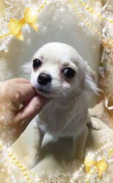 チワワ(ロング)【三重県・女の子・2017年7月23日・クリーム&ホワイト】の写真「人懐っこい女の子」