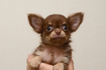チワワ(ロング)【三重県・女の子・2014年9月6日・チョコタン(極少)】の写真「可愛くなったのでアップしました。」