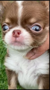 チワワ(ロング)【三重県・男の子・2020年3月13日・チョコタン&ホワイト】の写真「可愛い男の子」