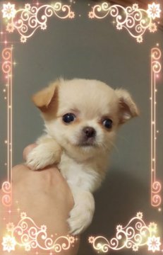 チワワ(ロング)【三重県・女の子・2018年7月2日・クリーム】の写真「小振りなクリームちゃん」