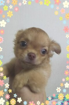 チワワ(ロング)【三重県・女の子・2017年2月15日・チョコフォーン】の写真「優しいチョコフォーンで、健康優良児。」