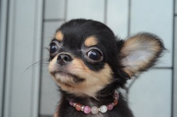 チワワ(ロング)【三重県・女の子・2017年2月13日・ブラックタン】の写真「大きな瞳が魅力的✨」