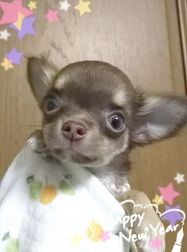 チワワ(ロング)【三重県・女の子・2015年10月27日・チョコタン】の写真「チョコタン☆お正月セール」