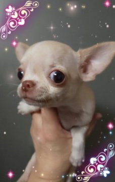チワワ(スムース)【三重県・女の子・2018年11月2日・クリーム】の写真「小さな女の子」