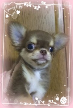 チワワ(ロング)【三重県・女の子・2018年2月4日・チョコ&タン】の写真「お待たせしましたギガベビー」