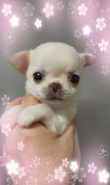 チワワ(スムース)【三重県・女の子・2019年2月6日・クリーム】の写真「小振りで可愛い子」
