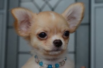 チワワ(ロング)【三重県・女の子・2017年2月15日・フォーン&ホワイト】の写真「濃いめのクリームです、健康優良児。」