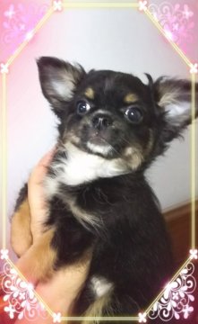 チワワ(ロング)【三重県・男の子・2018年4月3日・ブラック&タン】の写真「キリリとした男前」