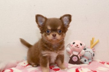 チワワ(ロング)【三重県・男の子・2014年9月29日・チョコタン】の写真「お勧めの男の子」