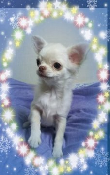 チワワ(ロング)【三重県・女の子・2017年10月5日・クリーム】の写真「人気のクリームちゃん」