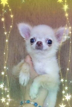 チワワ(スムース)【三重県・男の子・2018年3月6日・クリーム】の写真「小さなクリーム君☆」