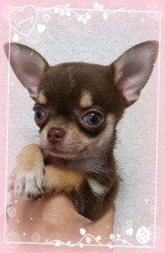 チワワ(スムース)【三重県・女の子・2019年7月3日・チョコタン】の写真「綺麗なチョコスムースちゃん」