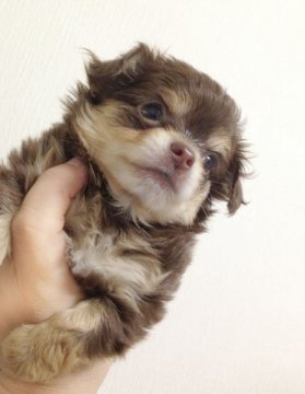 チワワ(ロング)【三重県・女の子・2015年9月17日・チョコタン】の写真「綺麗な女の子です」