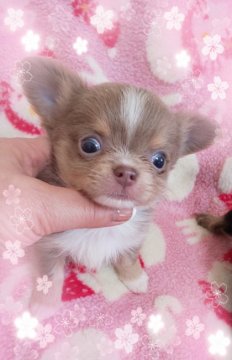 チワワ(ロング)【三重県・男の子・2019年2月8日・イザベラ&ホワイト】の写真「GWセール」