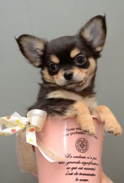 チワワ(ロング)【三重県・男の子・2015年1月17日・ブラックタン】の写真「派手なカラーの男前」