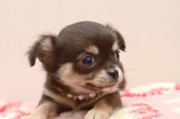 チワワ(ロング)【三重県・男の子・2015年1月17日・ブラックタン(ブラッククリーム)】の写真「クリームタンみたいです」