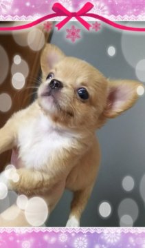 チワワ(ロング)【三重県・女の子・2017年10月10日・フォーン&ホワイト】の写真「性格花丸の美人ちゃん」