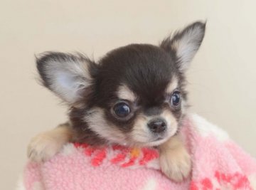 チワワ(ロング)【三重県・男の子・2015年10月22日・ブラックタン】の写真「小さく可愛いお顔、手足も短いです。」