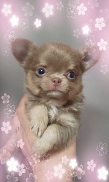 チワワ(ロング)【三重県・男の子・2019年2月8日・イザベラ】の写真「神秘的な、本当のイザベラ」