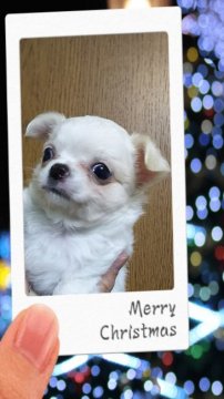 チワワ(ロング)【三重県・女の子・2016年11月1日・ホワイト&クリーム】の写真「お渡しは、クリスマスの頃」