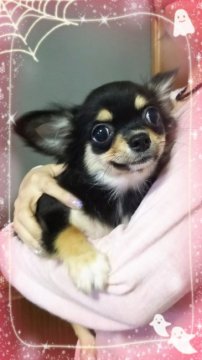 チワワ(ロング)【三重県・女の子・2017年7月23日・ブラック&タン】の写真「人懐っこい女の子」